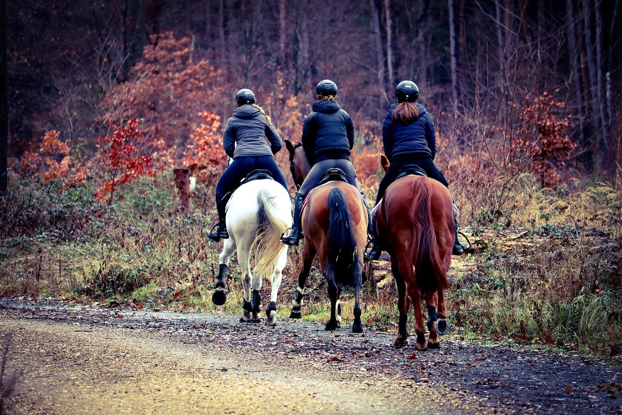 horses-7674277_1280.jpg