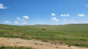 어기호수근처 초원낙타 (2).jpg